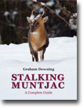 Stalking Muntjac